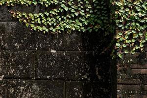 erba fiori nel il davanti cortile Guarda semplice e Bellissima. foto