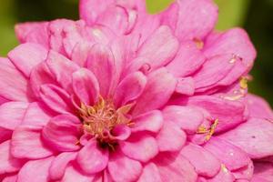 bellissimo rosa crisantemi siamo fioritura e loro polline attrae farfalle e insetti. foto