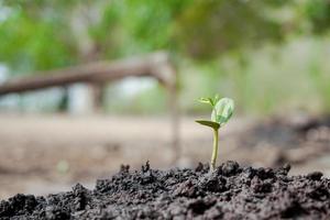 nuovo alberello che spuntano da terra foto