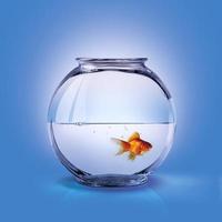 singolo pesce d'oro in un acquario di vetro mezzo pieno