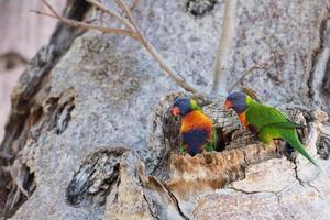 Australia pappagallo su bob albero foto