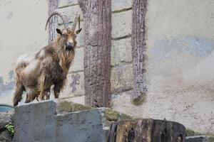 stambecco lungo corno pecora cervo foto