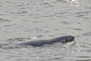 un' foca mentre nuoto foto