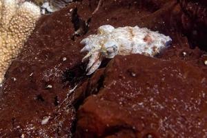 calamaro seppia subacqueo mentre mangiare gamberetto foto