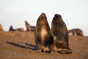 mare Leone su il spiaggia nel patagonia foto