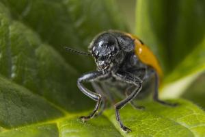 arancia coccinella macro su verde sfondo foto