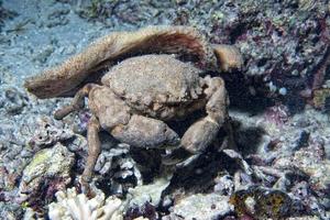 anemone Granchio nel Filippine foto