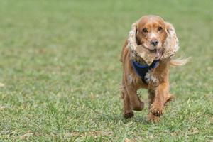 cucciolo di cane cocker spaniel foto