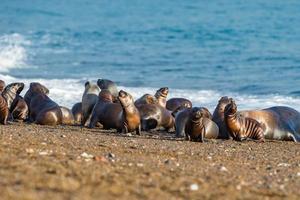 mare Leone famiglia su il spiaggia nel patagonia foto