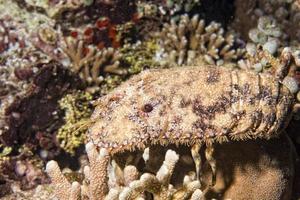 mare scilla Granchio subacqueo vicino su ritratto mentre immersione foto