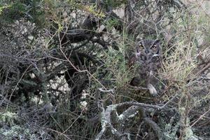 grigio gufo ritratto mentre guardare a voi foto