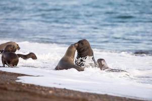 mare Leone mentre baci su il spiaggia nel patagonia foto