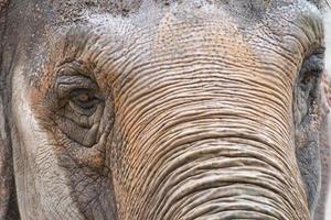bellissimo elefante ritratto foto