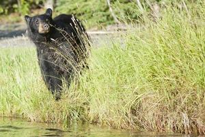 nero orso nel alaska foto