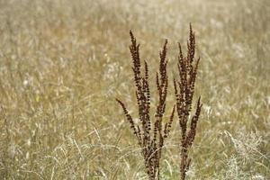 maturo grano Grano campo foto