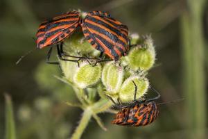 rosso e nero beatles insetti foto