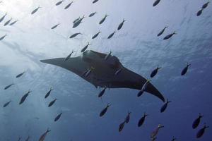 manta nel il in profondità blu mare foto