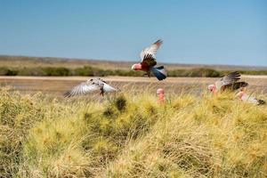 Australia rosso e bianca pappagallo cacatua ritratto foto