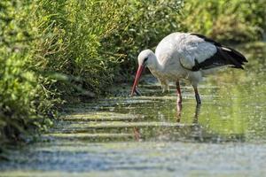 cicogna ritratto mentre mangiare un' pesce foto