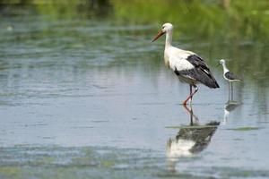 cicogna ritratto mentre riflettendo su palude acqua foto