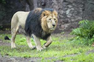 leone asiatico maschio foto