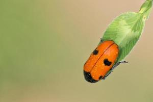 bagnato coccinella macro su Marrone sfondo foto