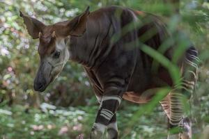 okapi raro africano antilope e zebra attraversamento foto