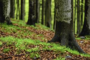 primavera foresta nel primavera foto