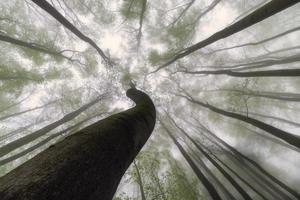 corona di alberi primaverili foto