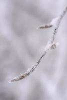 avvicinamento Visualizza di inverno neve coperto faggio ramoscello foto