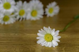 uno fiori di margherite foto