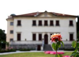 bellissime rose fiorite nel giardino di una storica veneziana foto