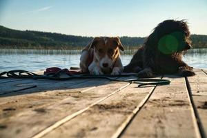 cane Gli amanti dire bugie su un' molo e guardare a il lago nel Svezia. Goldendoodle e mescolare foto