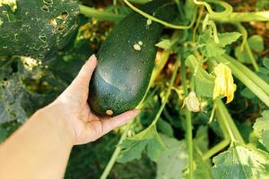 concetto di giardinaggio e agricoltura. lavoratrice agricola femminile che raccoglie a mano zucchine organiche mature fresche verdi in giardino. produzione di cibo casalingo vegano vegetariano. donna che raccoglie la zucca. foto