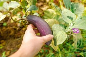 concetto di giardinaggio e agricoltura. lavoratrice agricola femminile che raccoglie a mano melanzane organiche mature fresche viola in giardino. produzione di cibo casalingo vegano vegetariano. donna che raccoglie melanzane melanzane. foto