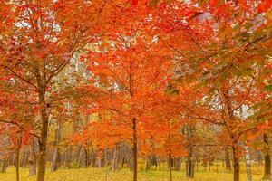 naturale autunno autunno Visualizza di alberi con rosso arancia foglia nel giardino foresta o parco. acero le foglie durante autunno stagione. ispirazione natura nel ottobre o settembre. modificare di le stagioni concetto. foto