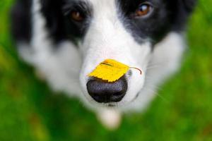 all'aperto ritratto di carino divertente cucciolo cane confine collie con giallo autunno foglia su naso seduta nel autunno parco. cane annusando autunno le foglie su camminare. vicino su selettivo messa a fuoco. divertente animale domestico concetto foto