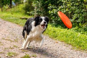 ritratto all'aperto di simpatico e divertente cucciolo di cane border collie che cattura il giocattolo in aria. cane che gioca con il disco volante. attività sportiva con cane nel parco esterno. foto