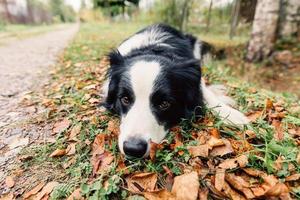 divertente cucciolo cane confine collie dire bugie giù su asciutto autunno foglia nel parco all'aperto. cane annusando autunno le foglie su camminare. Ciao autunno freddo tempo metereologico concetto. foto