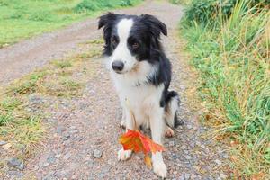 divertente cucciolo di cane border collie con foglia d'acero arancione caduta in bocca seduto sullo sfondo del parco all'aperto. cane che annusa le foglie d'autunno a piedi. ciao concetto di tempo freddo autunnale. foto