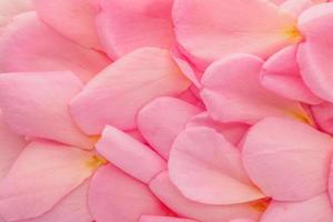 bellissimi petali di rosa rosa per San Valentino sfondo vista dall'alto foto