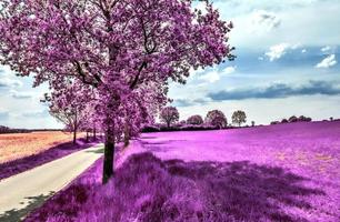 bellissimo viola infrarosso paesaggio nel alto risoluzione foto