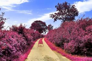 bellissimo viola infrarosso paesaggio nel alto risoluzione foto