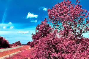 bellissimo viola infrarosso paesaggio nel assunzioni. foto