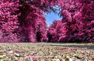 bellissimo viola infrarosso paesaggio nel alto risoluzione foto