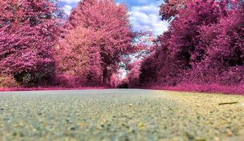 bellissimo viola infrarosso paesaggio nel alto risoluzione foto