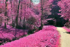 bellissimo viola infrarosso paesaggio nel alto risoluzione foto