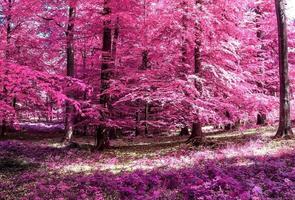 bellissimo panorama a infrarossi rosa e viola di un paesaggio di campagna con un cielo blu foto