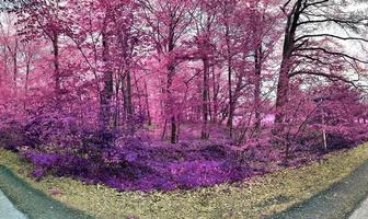 bellissimo panorama a infrarossi rosa e viola di un paesaggio di campagna con un cielo blu foto