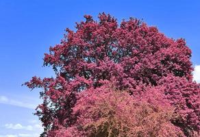 bellissimo panorama a infrarossi rosa e viola di un paesaggio di campagna con un cielo blu foto